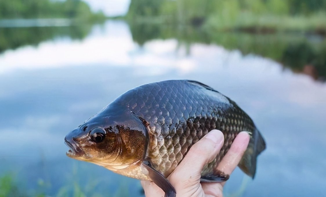 新手野钓如何找到最佳钓位?按照这个思路来准没错