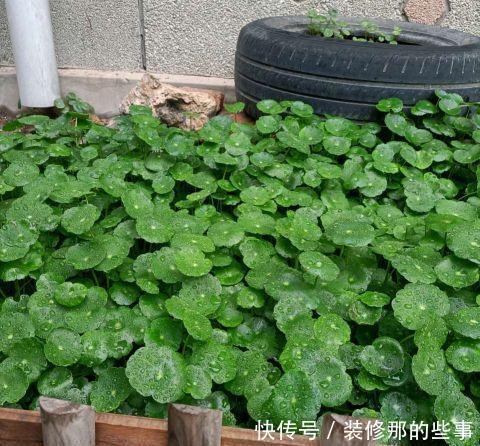 花肥|家庭养花,这些水都是“肥”,别再花钱买了