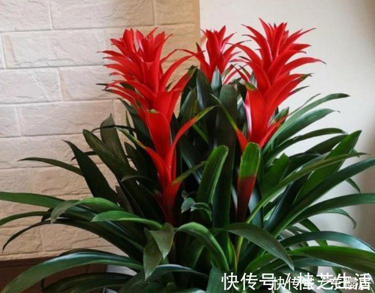 几款花卉超好养的，只要给水就疯长，一天一个样，美极了