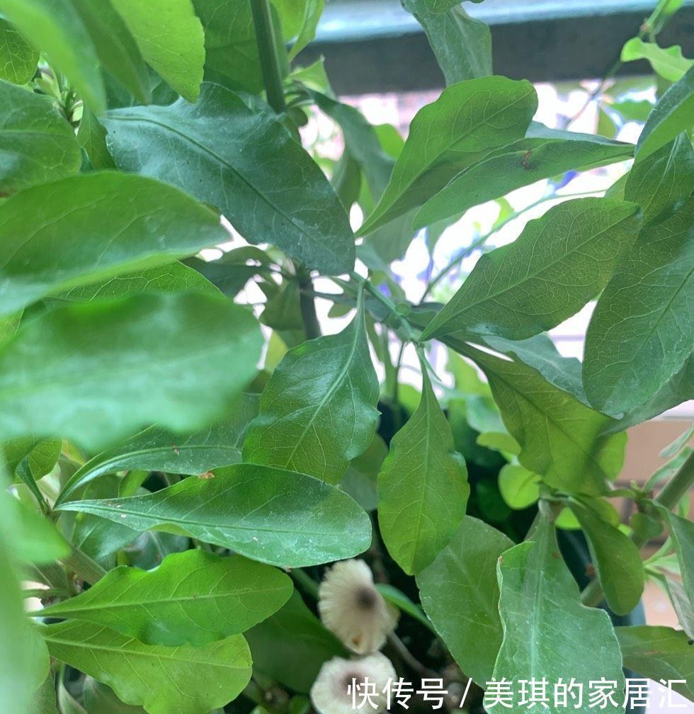 肥料|秋天，家里这4种花要施肥了，盆土更肥沃，枝叶多花更多