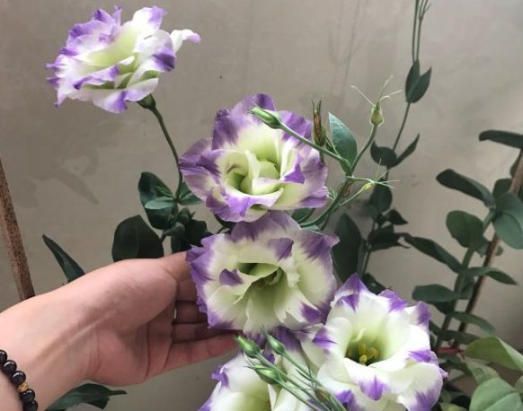 观赏价值|这一款世界名花,观赏价值非常高,花期很长而且好养易活