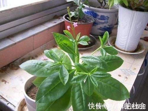 野草|农村这野草,过去拿来喂猪,却不知根部这般珍贵,人称“土人参”