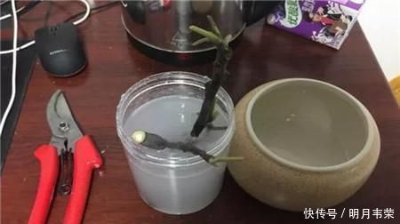 学会这9个扦插绝招，插啥活啥，蹭蹭长出大白根，阳台多的放不下