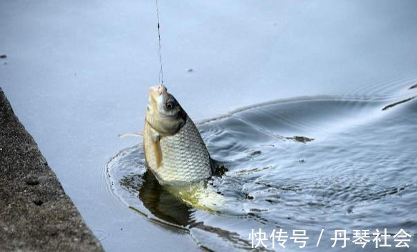 钓鱼高手分享的诱饵秘诀，跟着老钓手学饵料搭配注意事项！