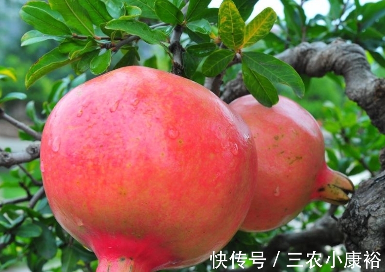 分化|石榴酸甜多汁，保护眼睛，重视石榴物候期管理，收获美味石榴来！