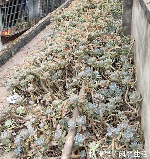 花盆|一种名叫“美人”的植物,皮实好养长得快,一棵长出一大片