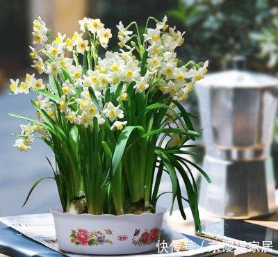 5种一次性花,好看好养开不久,年年开花年年养!