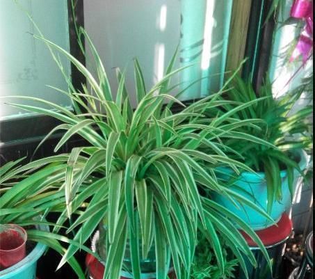  营养|吊兰，是喜阴还是喜光，很多人都弄反了，难怪养不好