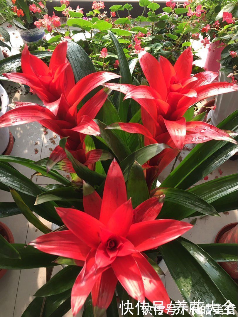 冬天|4种“一次性”花卉,开完就赶紧扔掉,浪费精力也不再开花