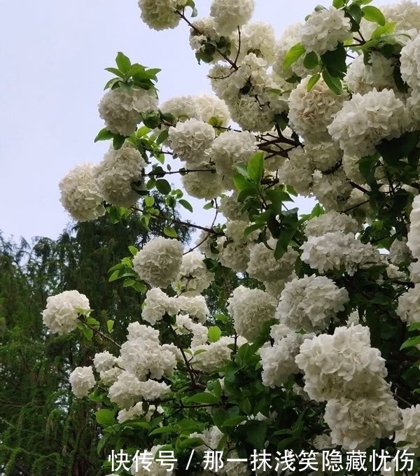 天女春日乘风到，满树玲玲花如玉