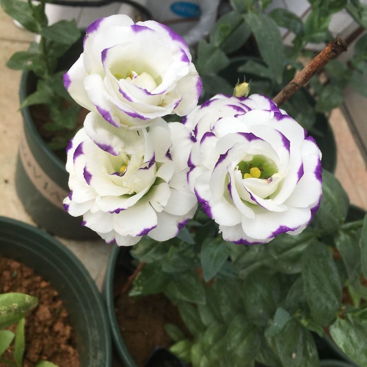 喜欢茶花,不如养盆十全大泰勒,花型大气,清新之美,有牡丹风范