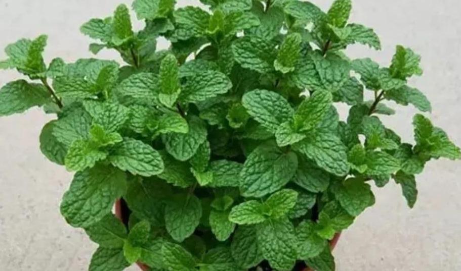 家里只养4种健康花,食用美化环境两不误