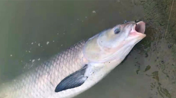 钓青鱼怎么调漂图解钓青鱼最佳调漂是几目