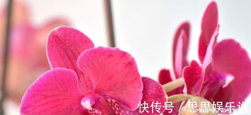 这首诗$李清照的这首《残花》,被很多认为是败笔,虽然有瑕疵但同样经典