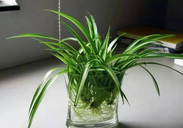 这几种植物不要再放在土里养了,水才是它们真正的家