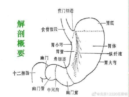 胃窦部|胃息肉——直径大于2厘米要切除