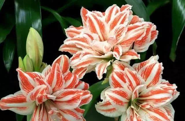 朱顶红开花矮矬子？动手剥开皮，冒出一圈大红花