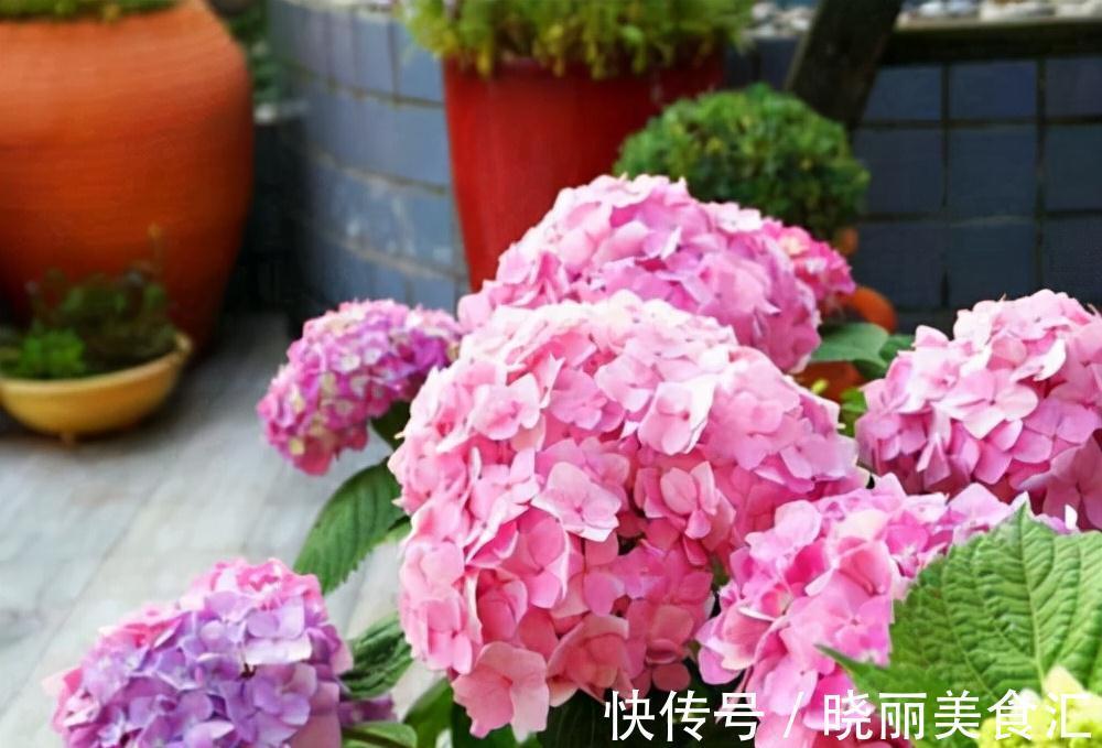 10种花“冷天”长得慢，“穷养”多晒更健壮，不然易烂根，难过冬