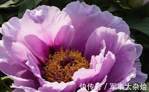 狮子座|6天后，财源大开，喜事到，桃花上门，交出真心，生活多福多喜