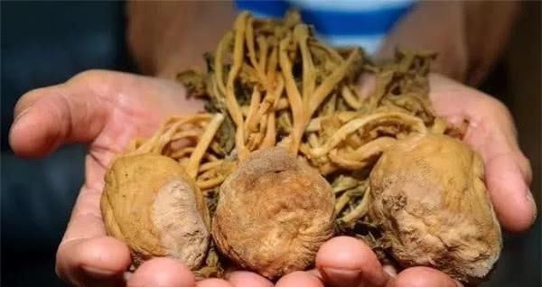 北方再普通不过的咸菜,为什么到了南方被叫做“鲍鱼”