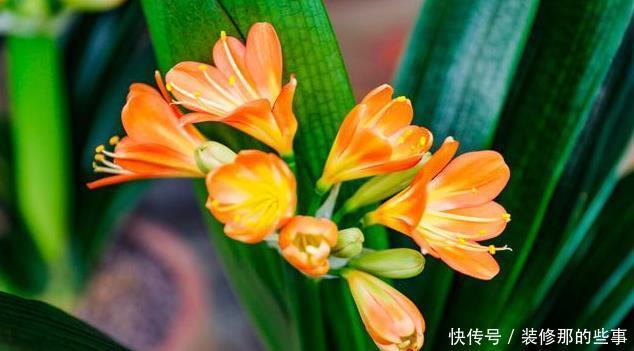 君子兰喜欢2种“零食”1种水，定期给一点，叶片油绿开花艳