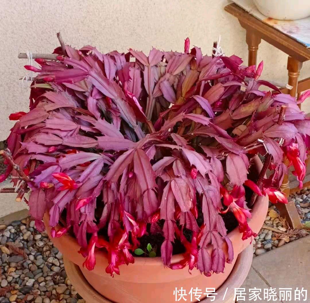 蟹爪兰的叶片从绿色变红了惹人爱,变异还是出锦,来一睹芳容