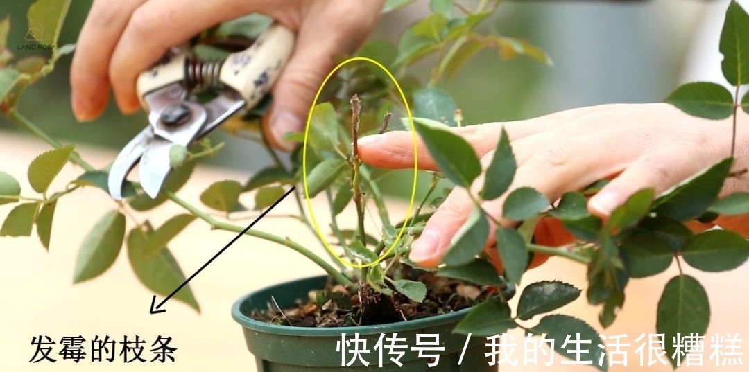 新买的月季小苗,4个关键处理好,根壮苗旺,卯足劲开花