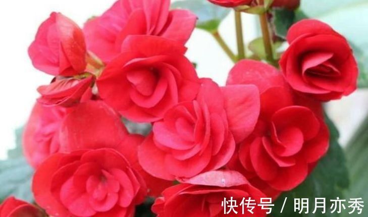 玫瑰海棠|养花就养这几款,花朵小巧玲珑,一养就上瘾,开花漂亮