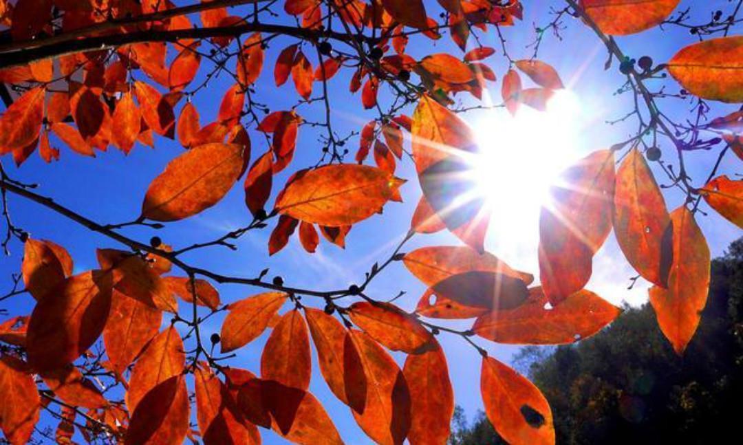 七绝|杨万里的这首七绝《红叶》，有着淡淡的忧伤，通篇写得很有韵味！