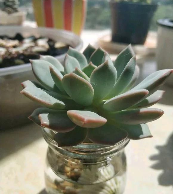 这3种花养不好,赶紧扔水里,越长越来劲