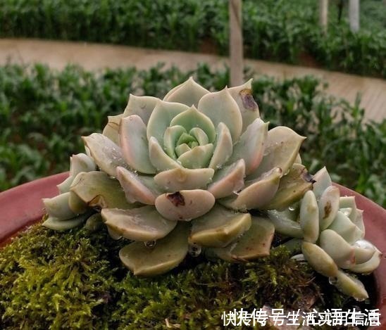 白牡丹|5种超级好养的多肉,如果初次接触多肉,建议不要错过!