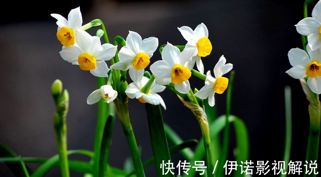 阳台养花，就选5种花卉，好养又漂亮，阳台变花海，天天有花赏！