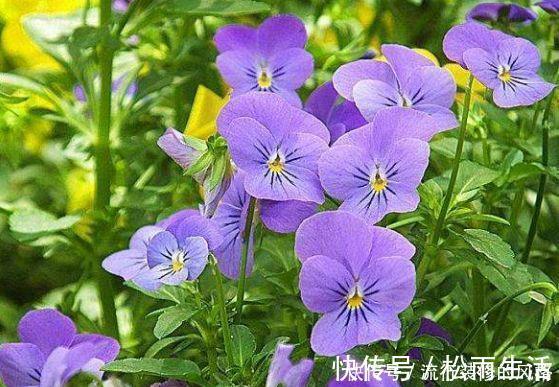 养花试试此4种,一次开花300朵,家里变成花园