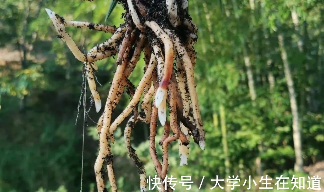 兰花烂根后最怕什么?正确处理有技巧,这4种会加速兰花枯死