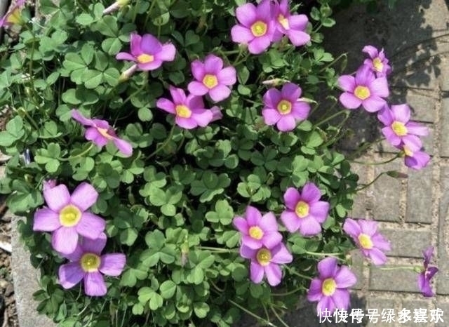 1种野草被称为“酸咪咪”,不仅能开花,还有“萝卜根”,珍贵!