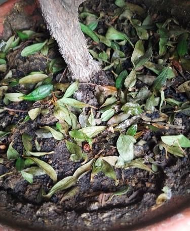  养护|杜鹃花再过三天，就变成“柴火”了，都是养护不到位