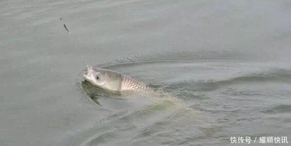 野钓必杀饵料，通杀青草鲤，大鱼一条接一条，拉杆到手臂疼