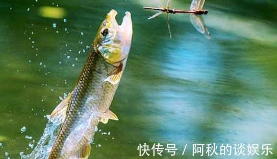 鲫鱼|它常误认成鲫鱼,只有黄辣丁二分之一大,却性情凶猛难捕获