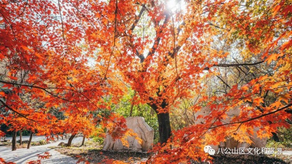 地方|期待冬日暖阳，何妨回望秋色！八公山这个地方红了……