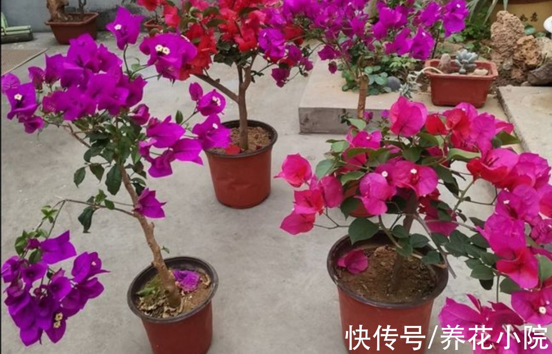 三角梅秋季不开花，按照“2多1控”来养，让它花苞开满枝头