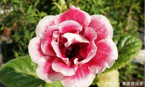 4种花花好看,名字也好听,养了就爆盆,好养易活开花漂亮