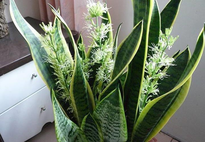 4种“花”,爱喝“油”,盆里1周灌1勺,根壮叶绿花苞大,别忽视