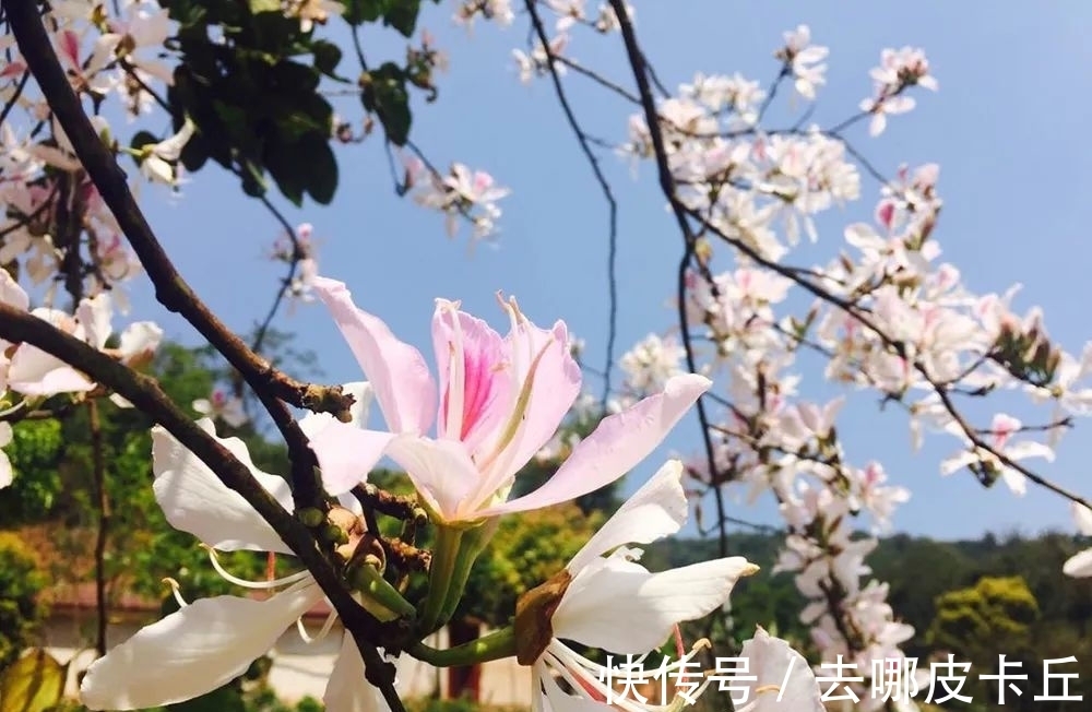 云南|这野菜花果同枝,不仅能消炎,还可以清热毒,花、嫩芽、果都能吃