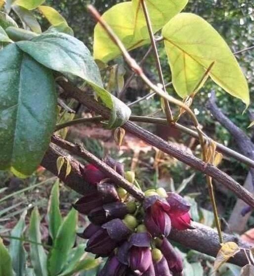 枝条|这东西，俗称“鸡血藤”，枝条红如鸡血，目前极其珍贵，遇见是福