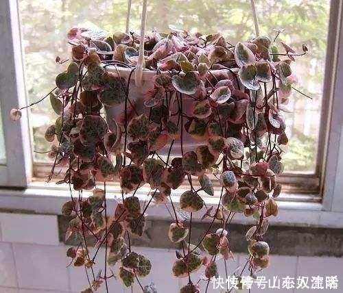 绿萝|耐阴花不止吊兰、绿萝,有“8种花”放北房间也能长成“美瀑布”!