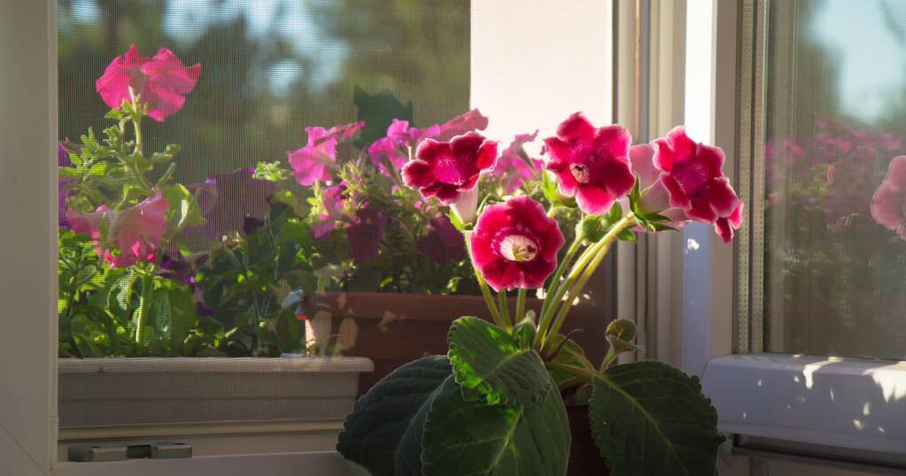 想要窗台美美哒，8种花草养起来，一晒就开花