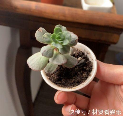 泥炭土|多肉叶子皱皱巴巴别光浇水，多半是伤根该换盆了！