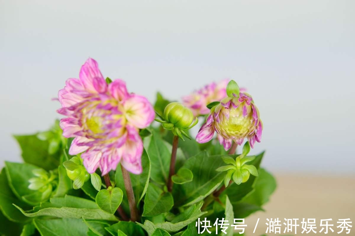 茉莉花|“3种花”有争议，有人说它不吉利，有人说它好寓意，你觉得呢？