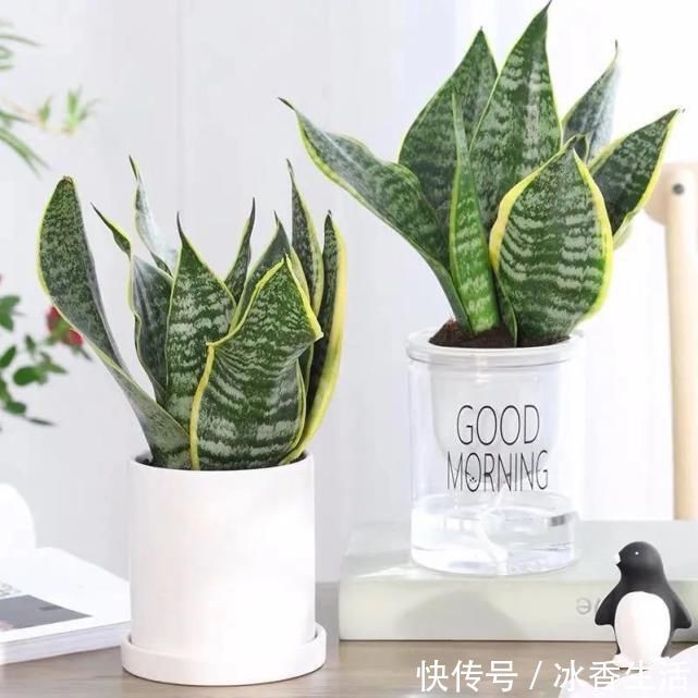 卧室养花好睡眠，这3种花是最佳选择，厚实的大绿叶最能净化空气