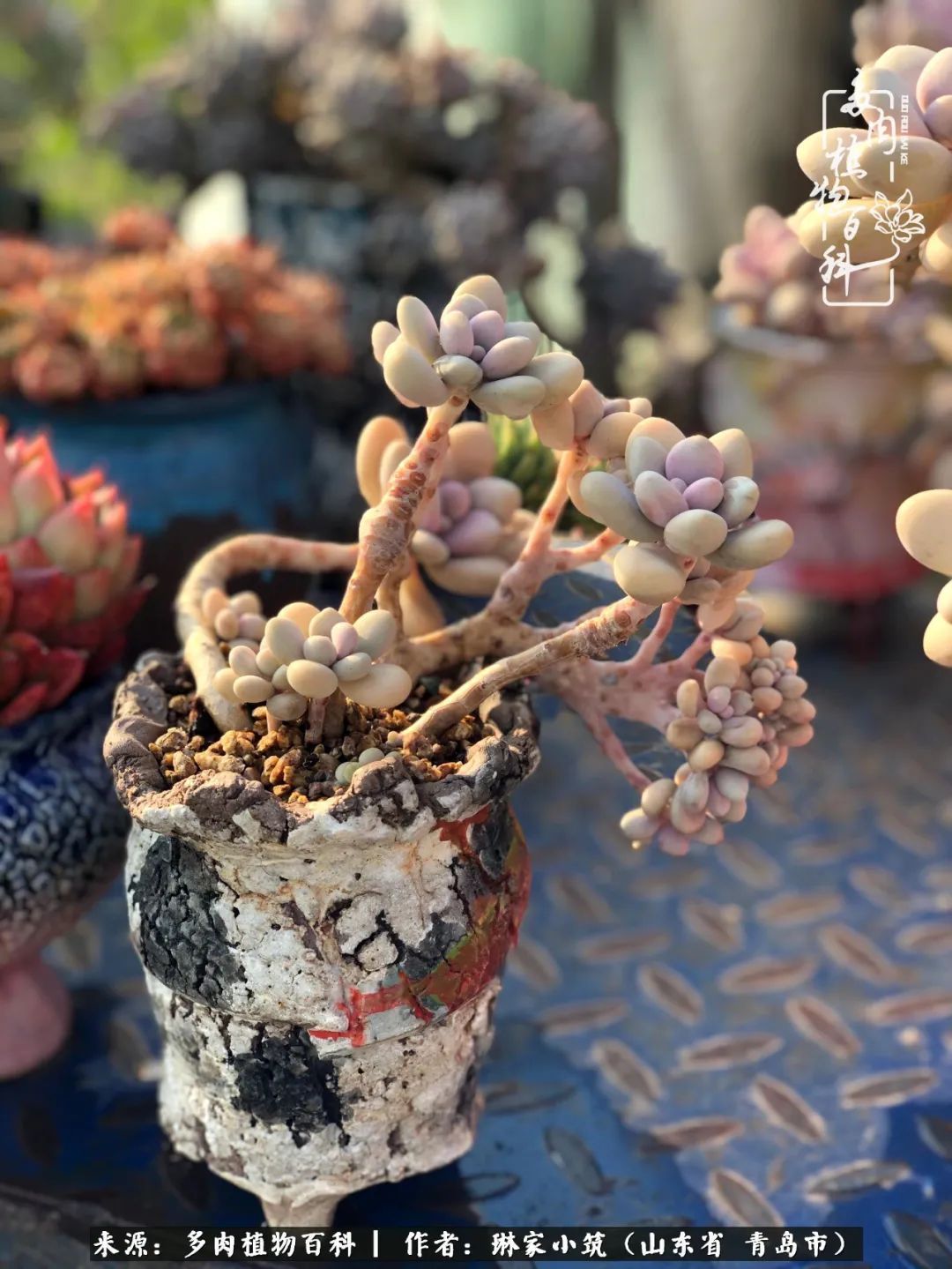 多肉|有史以来最厉害的一场寒潮，治好了我养多肉这些年的“坏毛病”